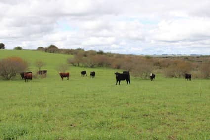 2206 hectáreas. Ganadero Agrícola en Tacuarembó Uruguay